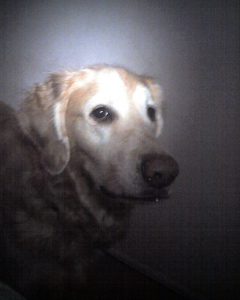 Jasper standing on the floor beside the bed, watching me sleep.