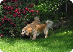 Jasper & Amos hunt for unsuspecting critters