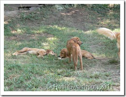 Molly, Lilly, & Bacchus